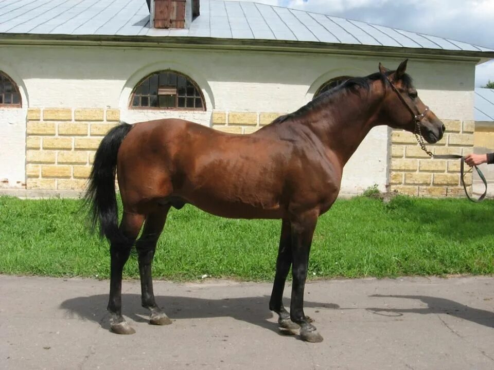 Хреновской конезавод. Хреновской конный завод. Хреновской конный завод лошади. Хреновской конный завод тяжеловозы. Купить лошадь приморский