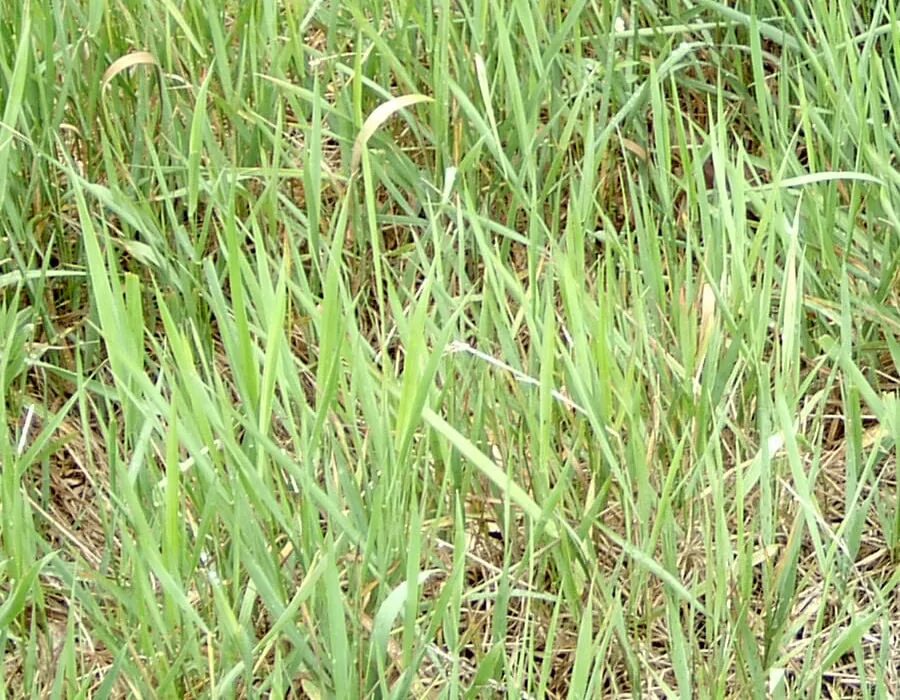 Гербицид от сорняков форте. Пырей ползучий гербицид. Отрава от пырея и сорняка. Средство от пырея на огороде. Пырей ползучий.