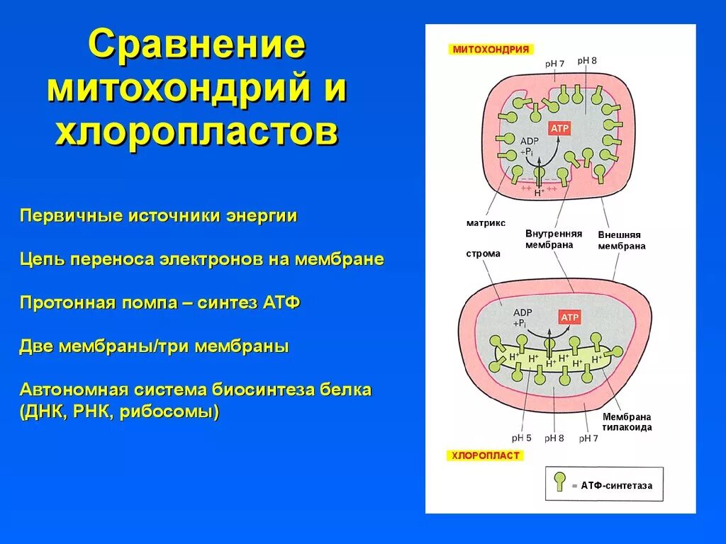 Хлоропласты синтез белка. Мембрана хлоропласта и мембраны митохондрий. Митохондрии и хлоропласты строение и функции. Различия митохондрий и хлоропластов. Процессы происходящие в митохондриях.