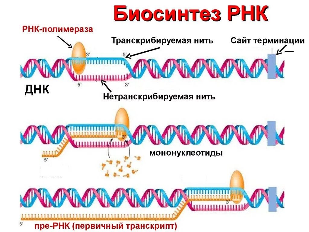 Матричная и транскрибируемая днк. Этапы биосинтеза РНК схема. Синтез матричной РНК этапы. Схема синтеза МРНК. Схема транскрипции ИРНК.