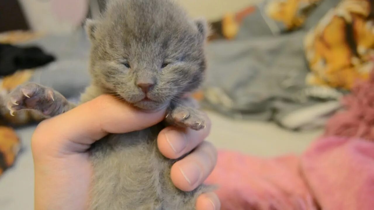 Котята открывают глазки через. У котят открываются глазки. Котята открывают глаза. Новорожденные котята. Котенок только открыл глаза.