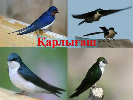 Орыс қызды клубта сиқыған