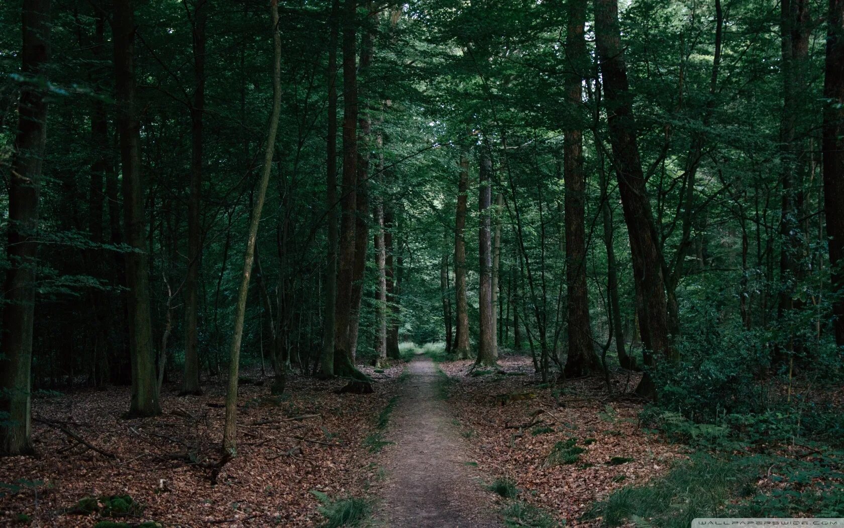 Deep in the woods. Дарк Форест густой лес. Темно зеленый лес. Лес фон. Обои на рабочий стол лес.