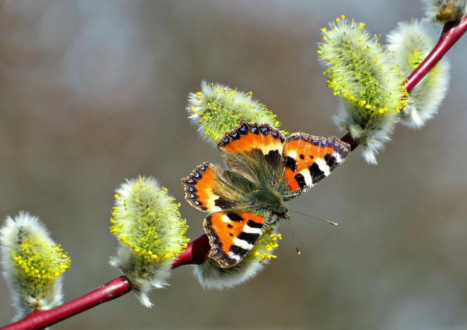 первые бабочки весной