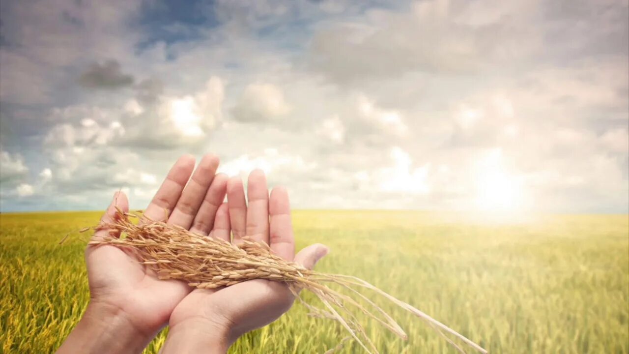 Посеем ищешь. Человек с зерном. Пшеница в руках. Сеяние и жатва. Сеяние и жатва поле.