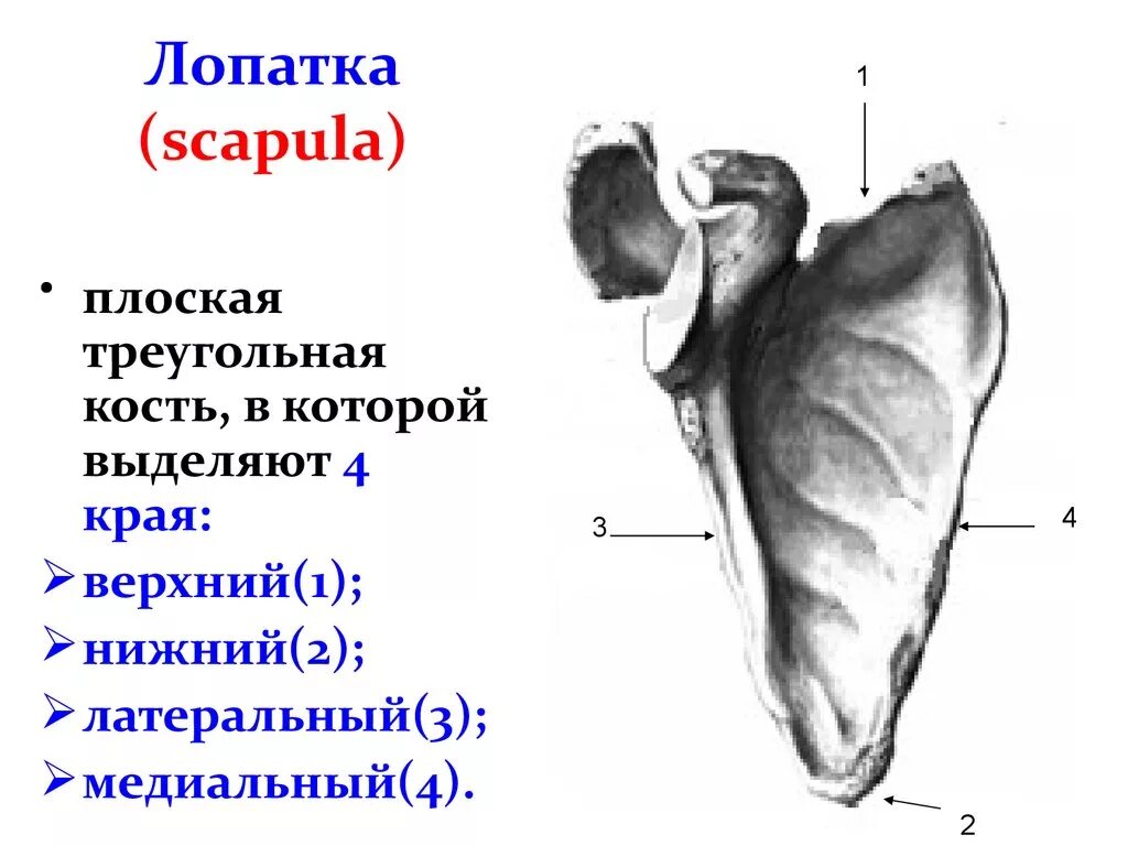 Медиальный край лопатки анатомия. Лопатка анатомия Синельников. Лопатка кость анатомия. Края лопатки верхний,медиальный,латеральный.