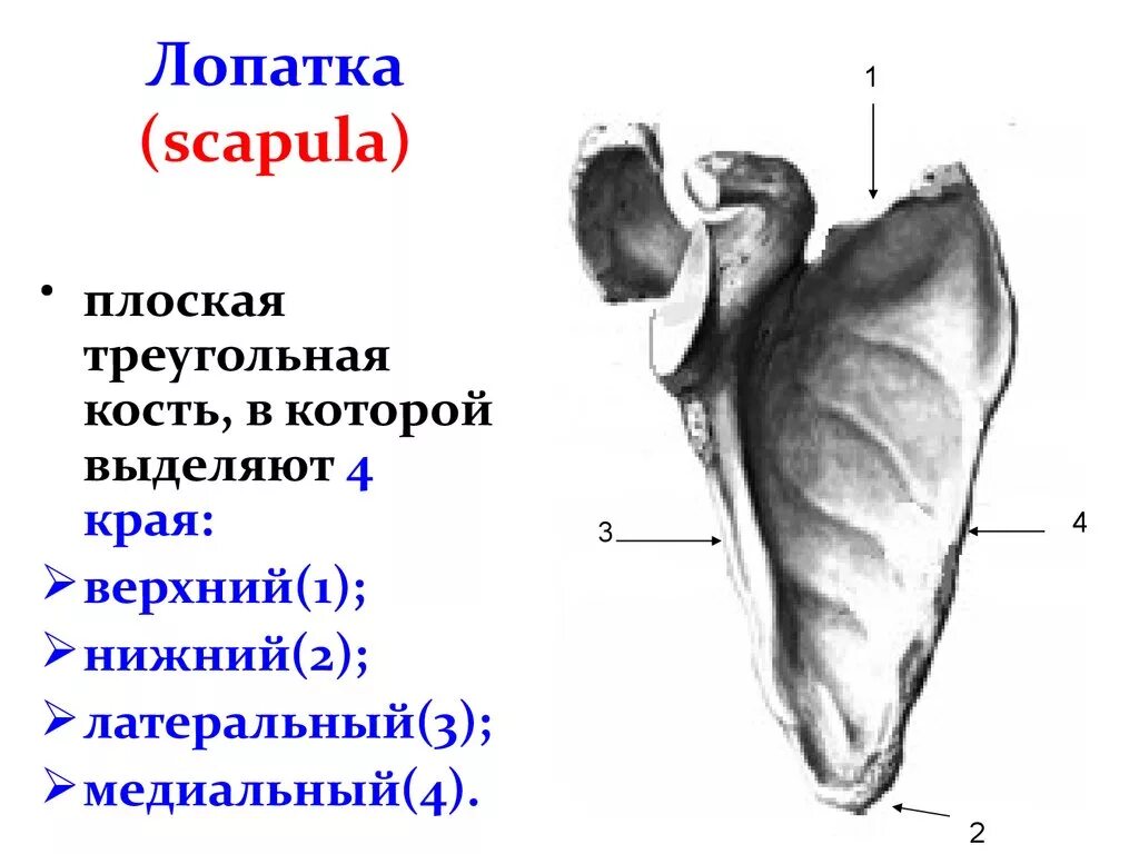 Как выглядит лопатка человека Pin on Dyr in 2024 Anatomy for artists, Anatomy reference, Scapula
