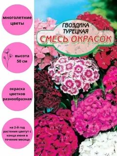 Гвоздика турецкая смесь