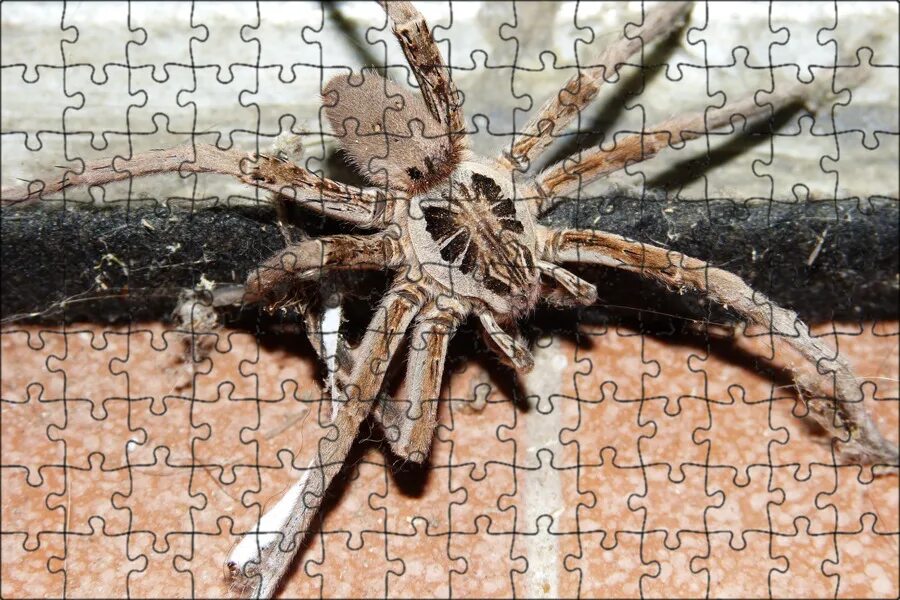 Arachnerds: Spiders of Turkey