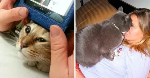 Она не кот