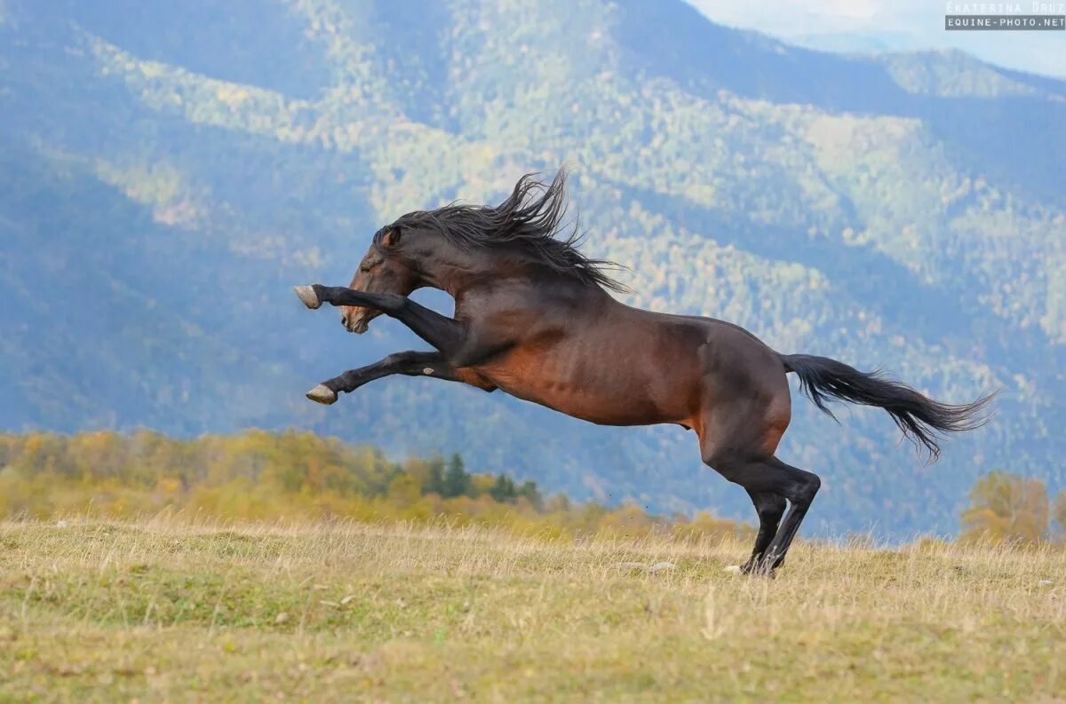 Лошадь бежит. Лошадь арабский скакун мустанг. Карачай хорс. Лошадь бежит по воде. Гнедой мустанг.