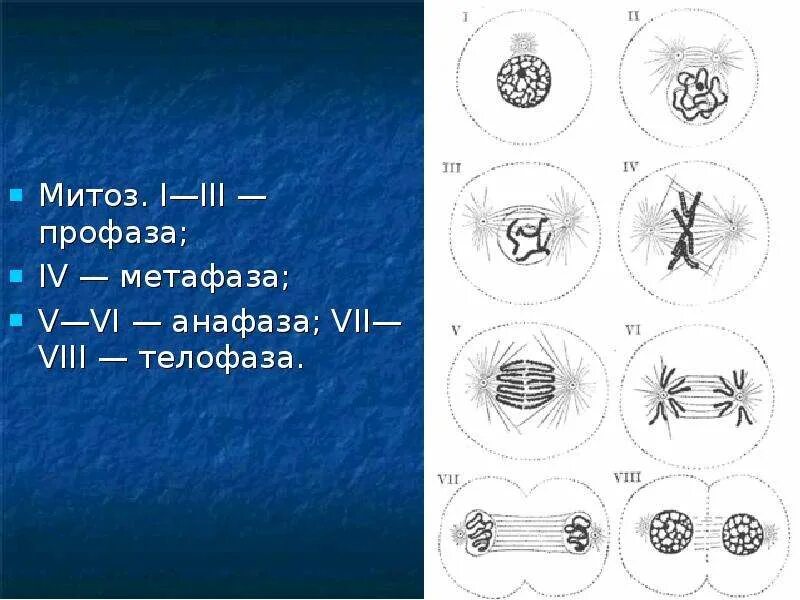 Митоз рисунок. Метафаза митоза II. Митоз интерфаза профаза метафаза анафаза. Анафаза метафаза анафаза телофаза профаза. Профаза метафаза анафаза митоз.