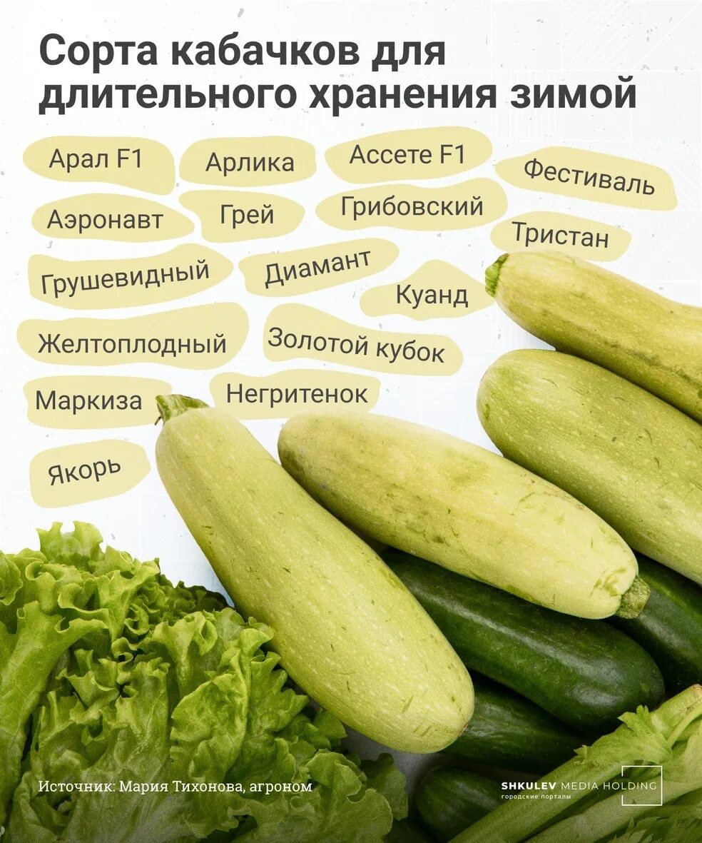 Как сохранить кабачки в квартире подольше. Сорта кабачков. кабачок для длительного хранения сорта. шутки про кабачки. сорта кабачков для длительного хранения.
