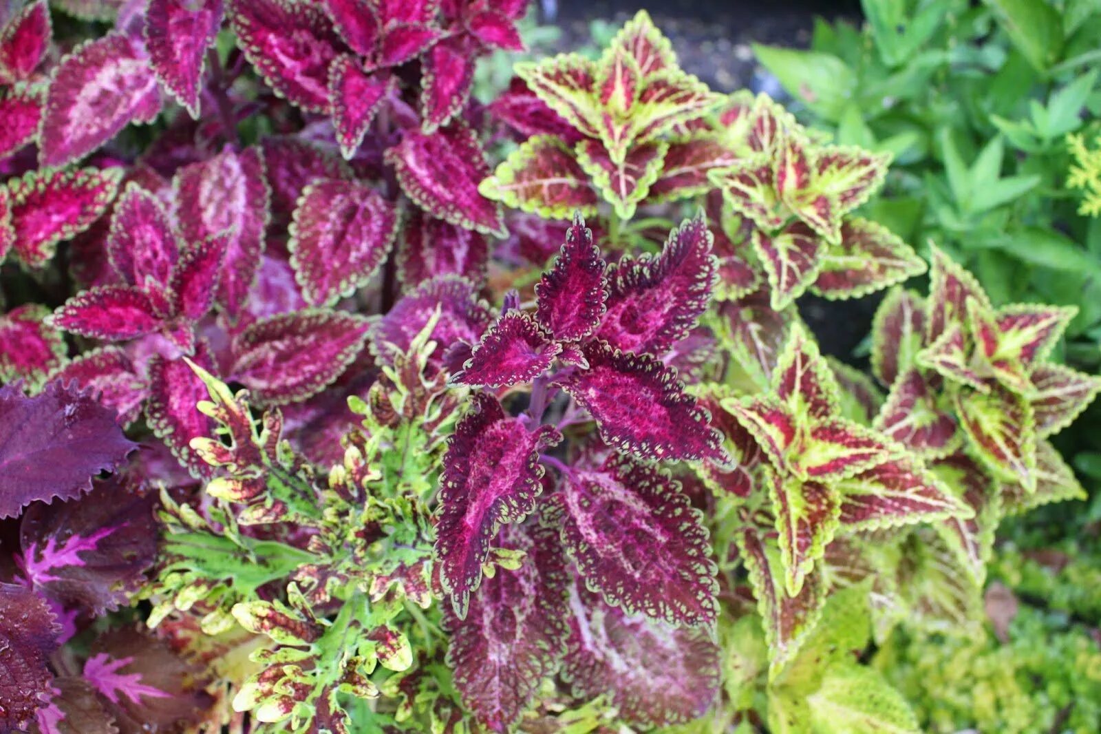 Колеус зимует. Колеус амарена. колеус caracas. колеус крапивка. колеус red croton.
