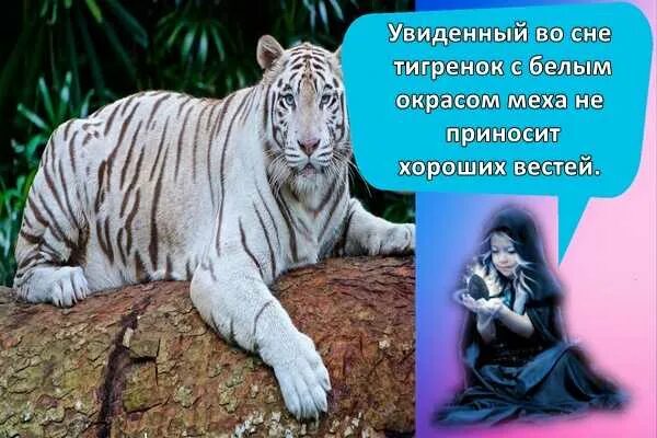 Сонник к чему снится тигр. Видеть во сне тигренка. как тигров видят животные. к чему во сне тигрица. увидеть во сне белого тигра.