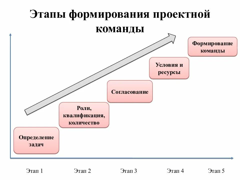 Стадии развития в правильном порядке