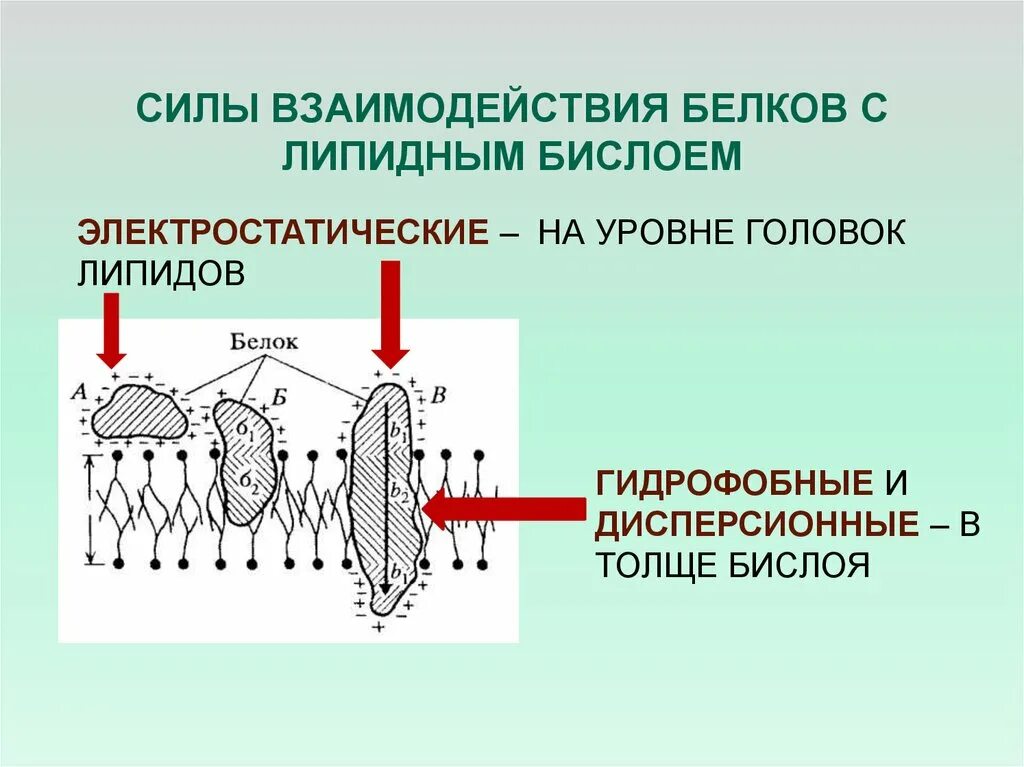 Белково белковые взаимодействия. Белок липидные взаимодействия. Липид белковые взаимодействия. Белок липидные взаимодействия в мембранах. Типы взаимодействия белков с липидами.