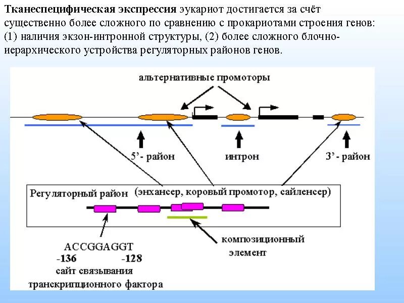 Регуляция у прокариот и эукариот. Экзон интронная структура Гена. Регуляция экспрессии генов у эукариот. Экзоны и интроны у эукариот. Экзонно-интронная структура.