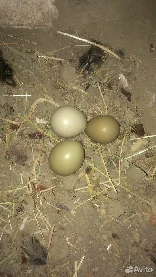 Яйца фазана купить. Фазан охотничий и фазаньи яйца. Яйцо фазана. Фазан охотничий яйцо. Размер яйца фазана.