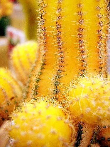 Yun Free Stock Photos : No. 3860 A yellow flower of a cactus Japan / Shizuoka Pr