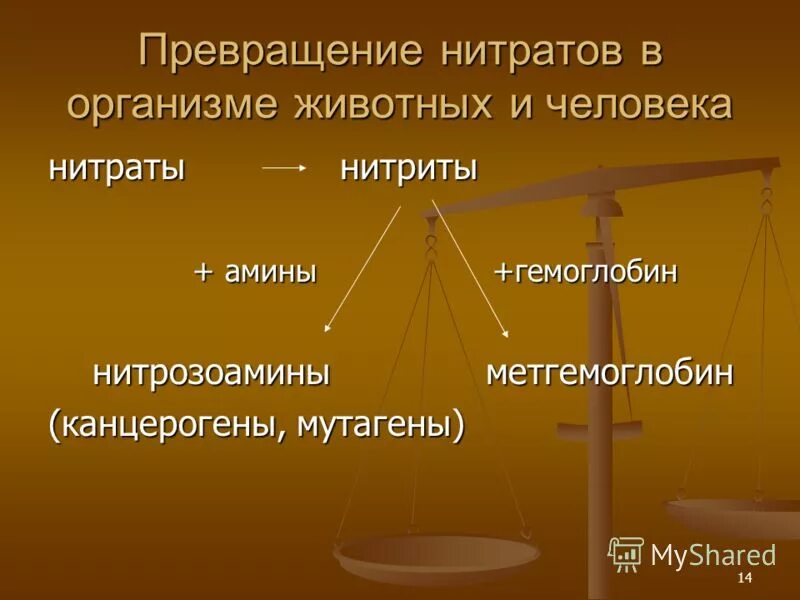 Превращение нитратов в нитриты. Превращение нитратов в организме человека. Превращение нитратов в нитриты. Превращение нитратов. Реакции нитрификации и денитрификации.