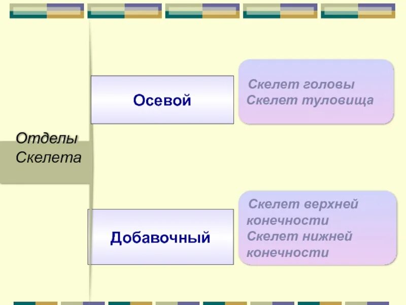 Перечислите отделы скелета. Отделы скелета. Отделы добавочного скелета. Отделы скелета человека таблица. Отделы скелета цветом.