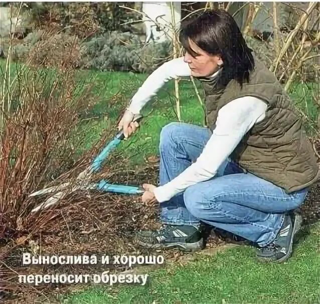Как стричь спирею серую после цветения. Обрезка спиреи. обрезка спиреи весной. спирея японская обрезка весной. надо ли стричь спирею.