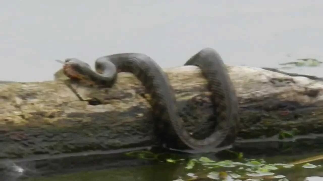 Анаконда клип. Самые большие змеи снятые на камеру. Самая большая змея заснятая на камеру.