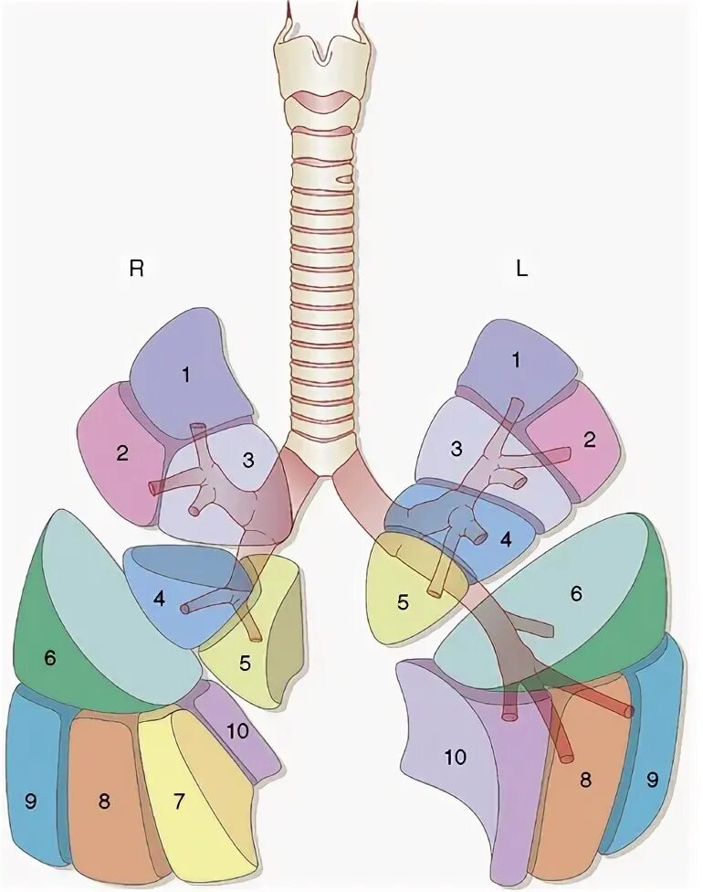 Доли легкого на кт. Сегменты легких кт анатомия. Сегменты легких кт Radiology 24. Сегментарная анатомия легких на кт. Сегменты легкого на кт.