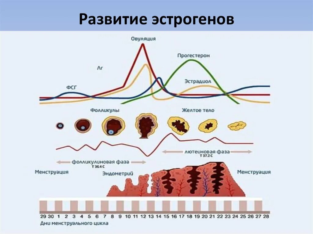 Менструальный цикл влияние эстрогена. Уровень эстрогенов по фазам менструального цикла. Лютеиновая фаза цикла. Лютеиновая фаза менструального цикла.