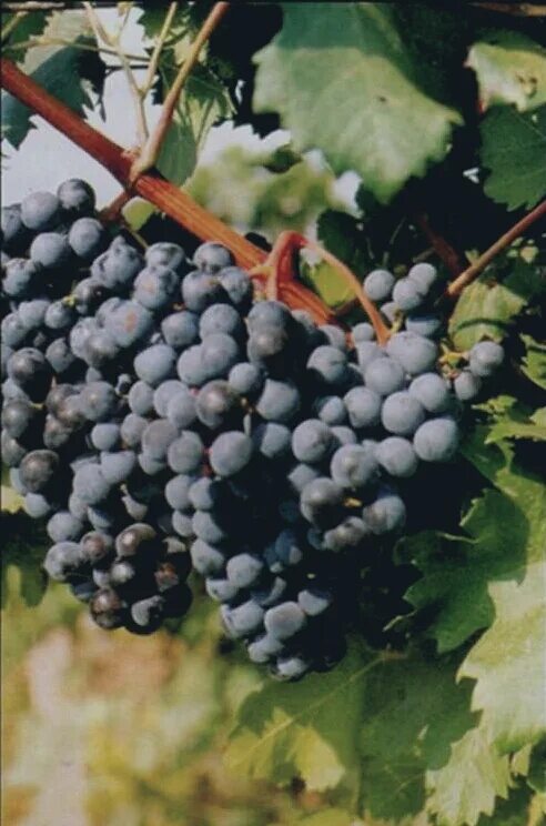 Виноград бороновский. Копчак сорт винограда. Виноградный сорт саперави. Сорт винограда вишневый. Сорт винограда казанова.