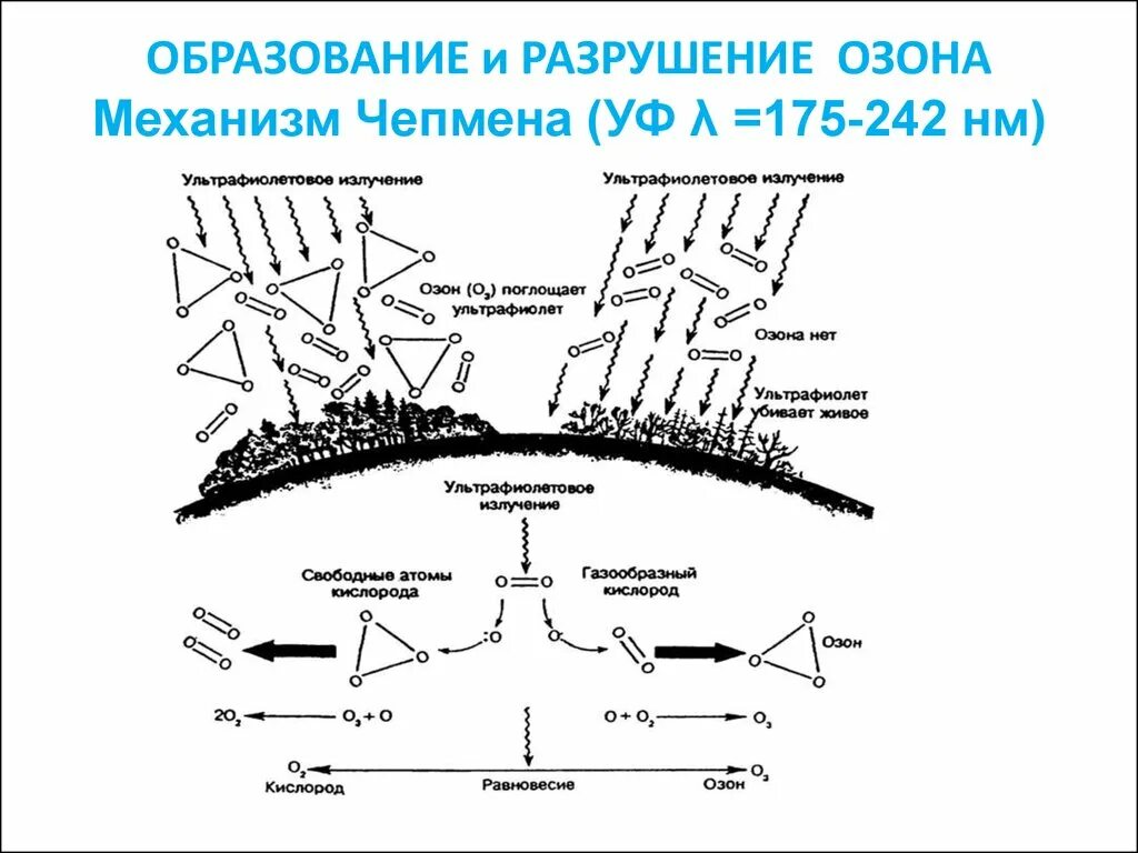 Цикла Чепмена разрушение озона. Образование и разрушение озона. Механизм Чепмена. Механизм Чепмена образования и разложения озона. Разрушающий механизм