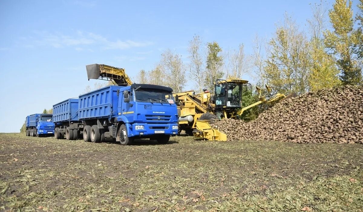 Уборка сахарной свеклы 2024. Уборка сахарной свеклы 2022. Уборка сахарной свеклы 2024. Копка сахарной свеклы на полях воронежской. Уборка сахарной свеклы 2024.