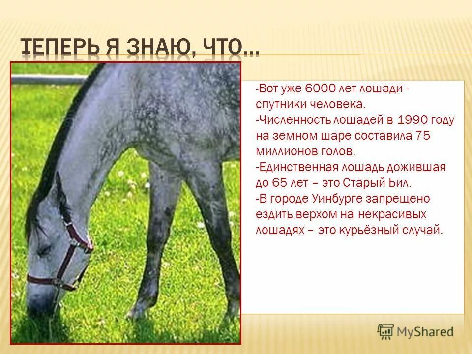 Число лошади. Загадка про лошадь. 1990 год лошади. загадки про животных лошадь. стихи про лошадей.
