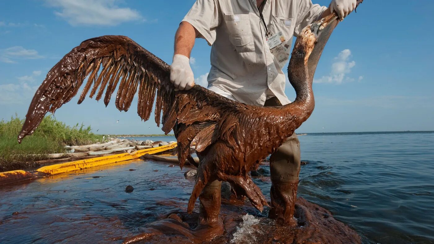 Птица в нефти. Спасение птиц от нефти.