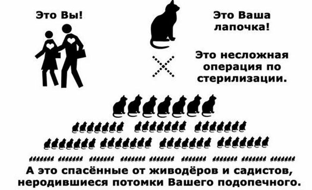 Популяция собак. Рост популяции нестерилизованных собак и кошек. Рост популяции бездомных животных. Рост популяции не стерилизованных кошек. Стерилизуй домашних животных.