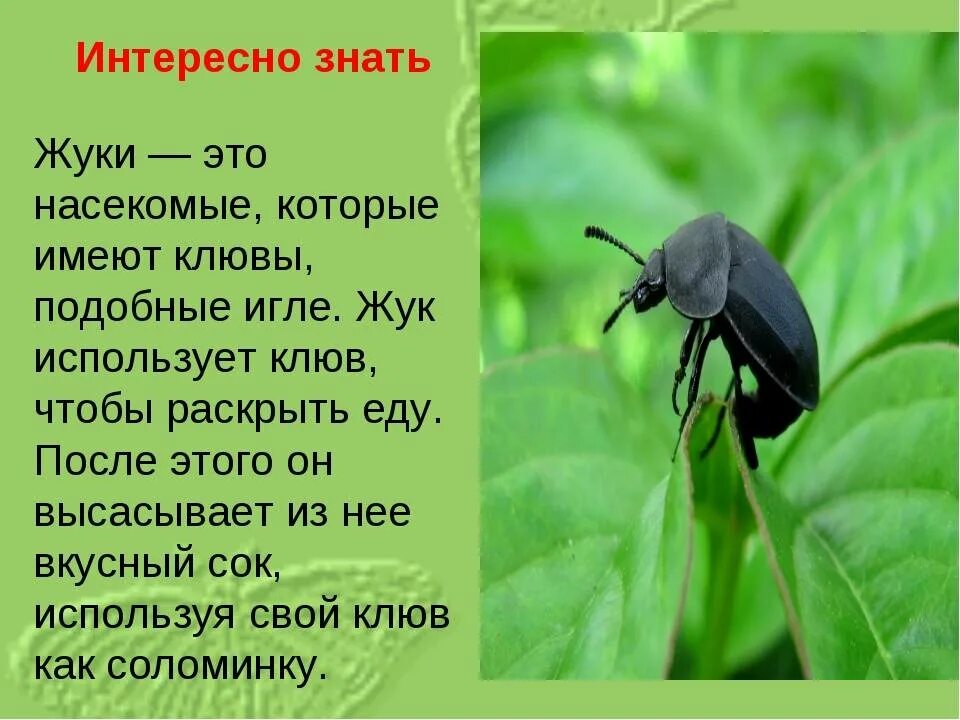 Майский жук рассказ. Жук носорог описание для детей. Жук носорог описание. Жуки энциклопедия. Краснокнижный жук носорог.