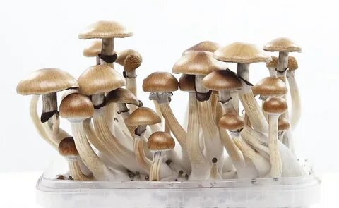 Как получить mushrooms