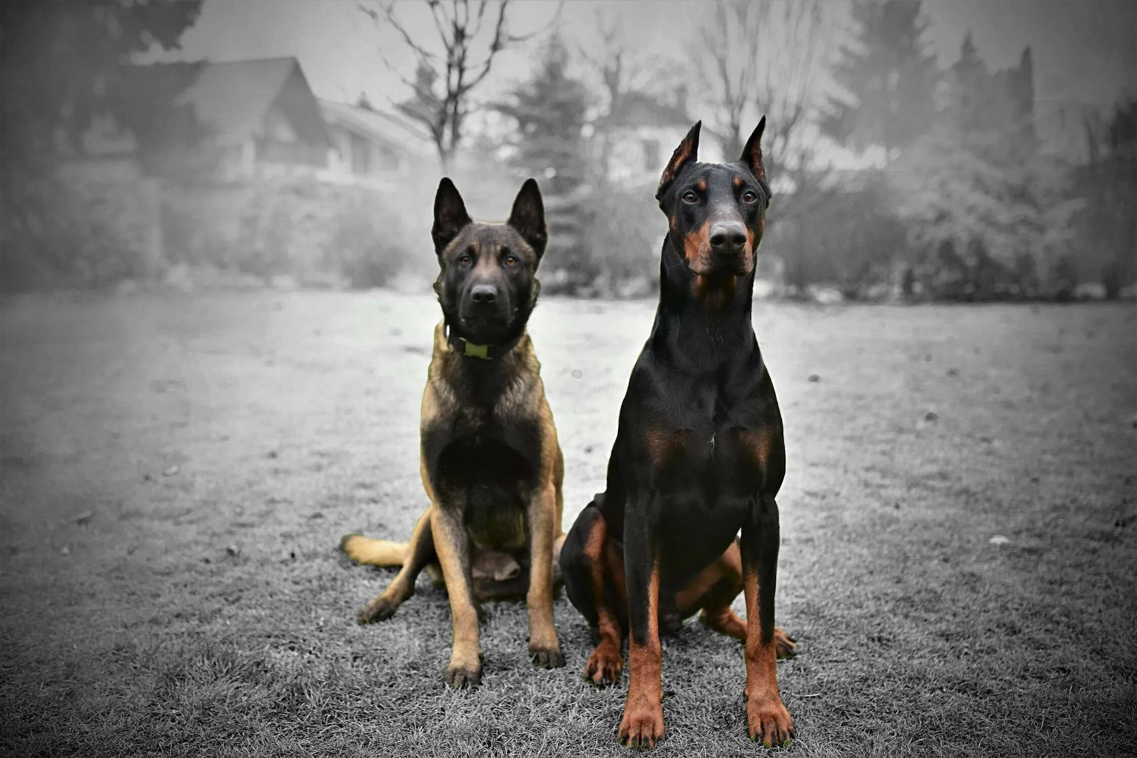 Доберман и овчарка. Босерон альфа сагиттариус. Собаки породы овчарка немецкая овчарка. Доберман и босерон. Доберман и йоркширский терьер.