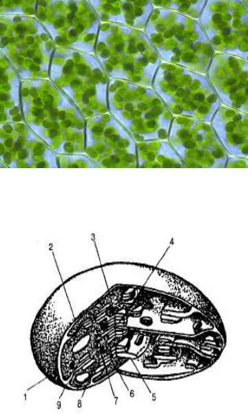Хлоропласты в клетках листьев крупные. Строение хлоропласта микроскоп. Матрикс хлоропласта. Строение клетки хлоропласты. Хлоропласт под микроскопом.