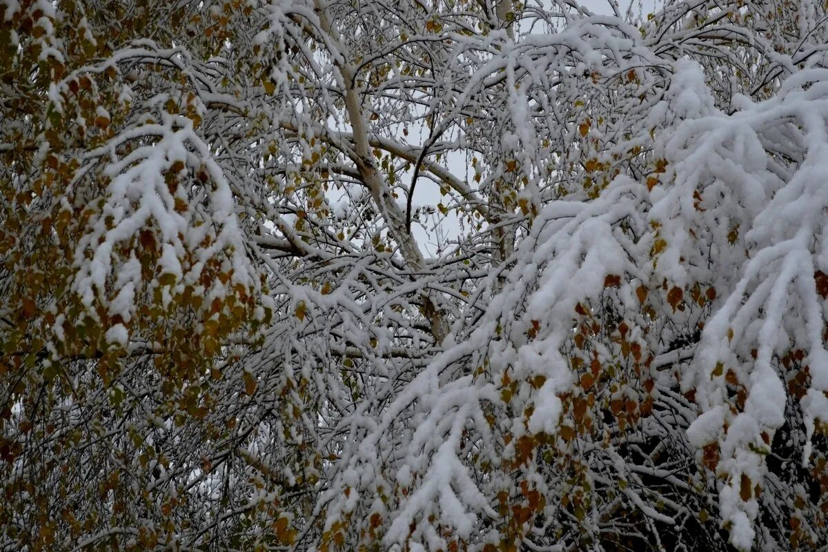 Золотистая зима. Золотая зима. Берёзы первый снег. Береза в снегопаде.