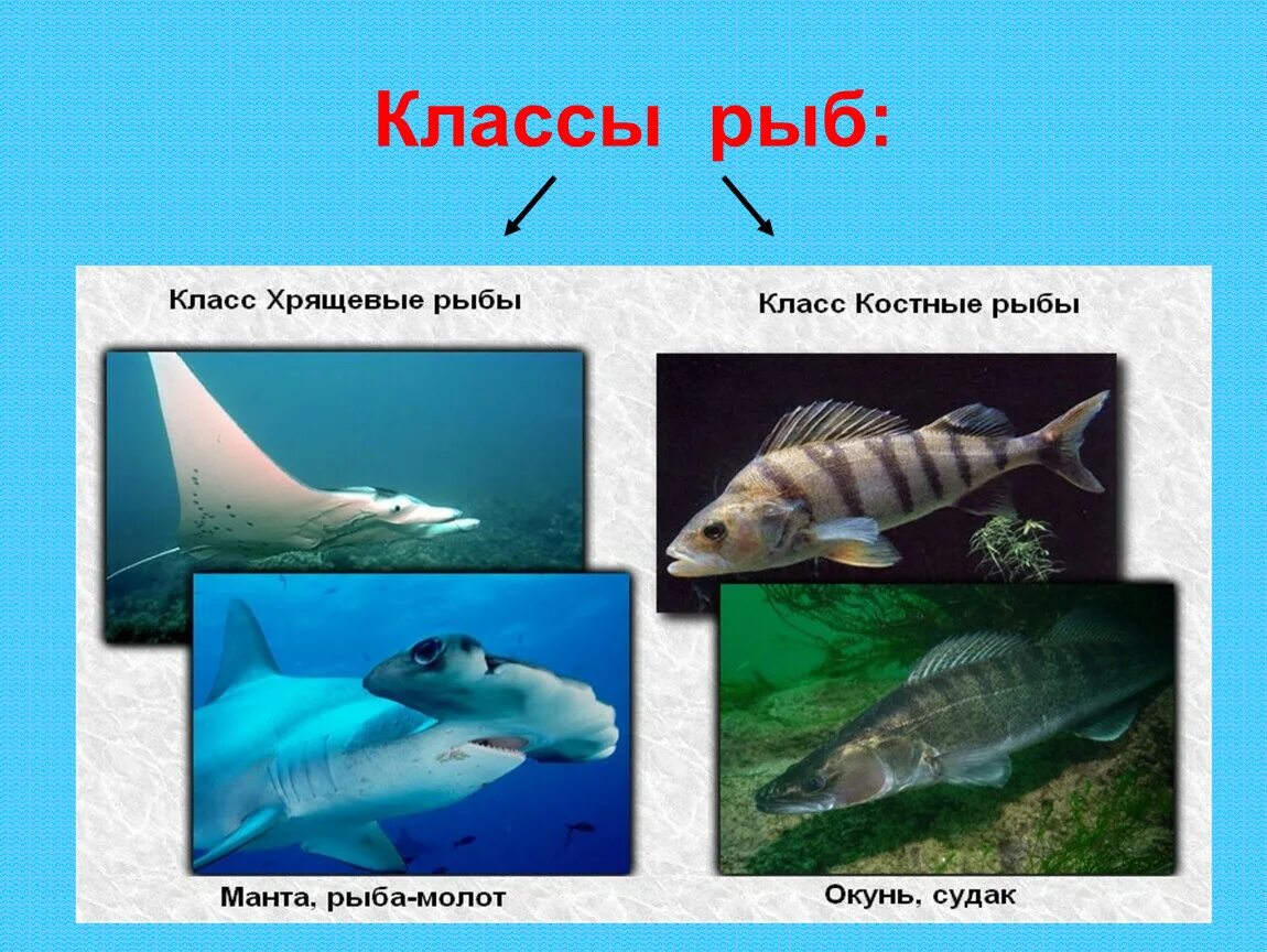 Рыба урок биология. Хрящевые и костные рыбы. Позвоночные классы рыб. Разнообразие рыб. Рыбы (биология).