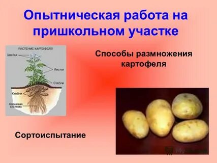 Как размножается картофель