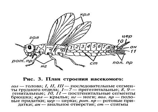 Жизненный цикл тли. Тля схема. Равнокрылые рисунок. Тля схема. Этапы развития тли.