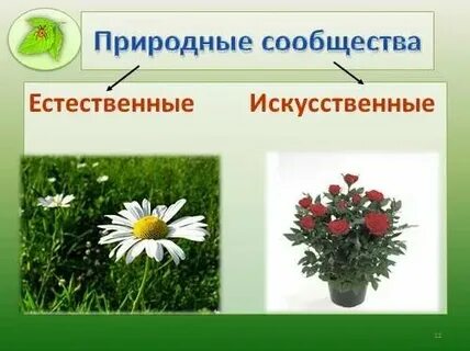 Натуральные и искусственные цвета