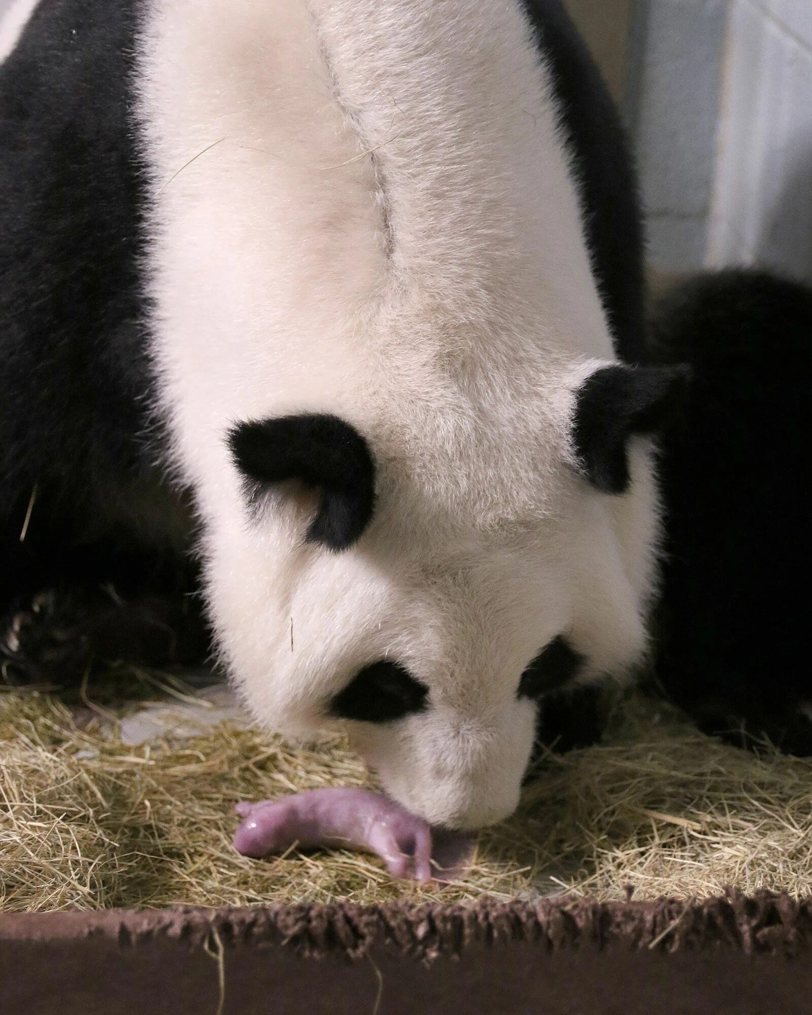Панда сколько детенышей. Панда с детёнышем. Сумчатая Панда. Детёныш панды новорожденный. Рождение панды.