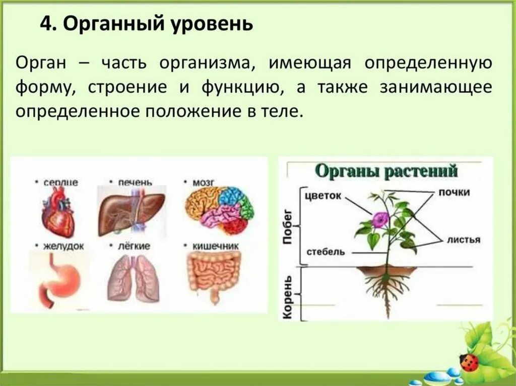 Уровень организации тела. Органный уровень организации жизни. Органный уровень организации живой материи. Уровни организации живой материи органный уровень. Процессы органного уровня.