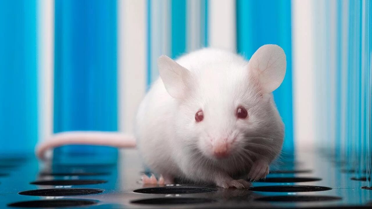 Зрение мыши. Белый мышонок. Лабораторные мыши. Лабораторные животные. Белые лабораторные мышки.
