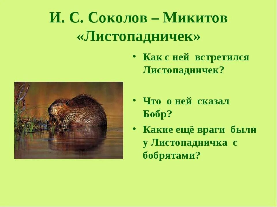 Люби живое который похож на сказку. Листопадничек Соколов-Микитов. Листопадничек презентация. Листопадничек статья. Микитов Листопадничек.