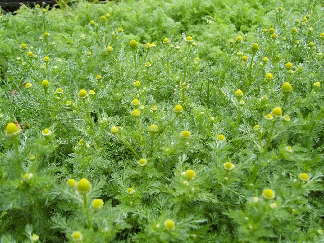 Matricaria recutita – ромашка аптечная,. Лечебная ромашка фото как выглядит. Matricaria matricarioides – ромашка пахучая. Матрикария хамомилла. Ромашка аптечная (лат.